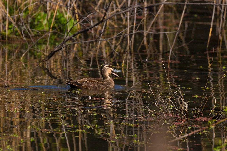 happy duck